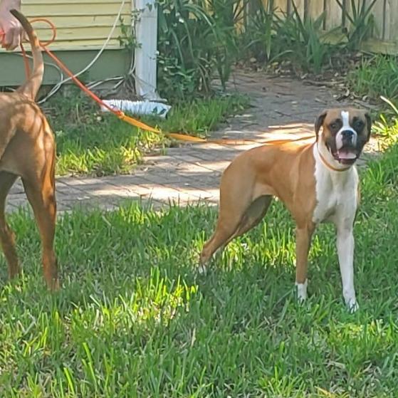 Enlarge Cookie, a ADOPTABLE Boxer in Tallahassee, FL image 2/6