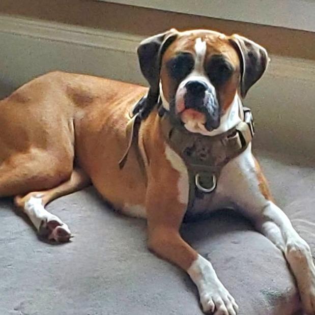 Enlarge Cookie, a ADOPTABLE Boxer in Tallahassee, FL image 6/6