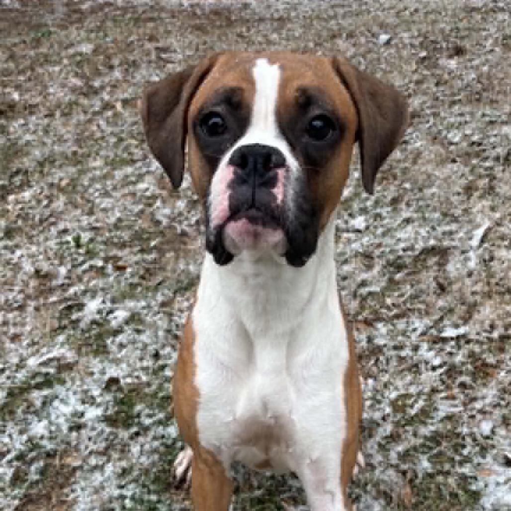 Cookie, ADOPTABLE, Young Female Boxer.
