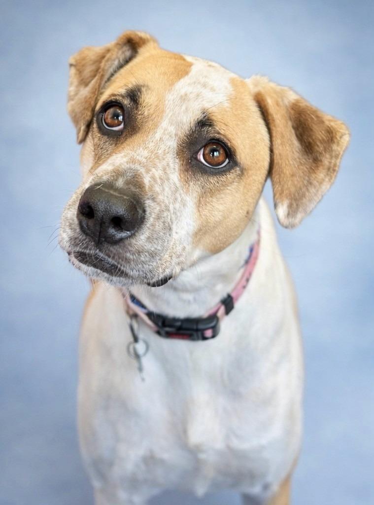Enlarge Daisy, a Adoptable mixed breed in Seagoville, TX image 2/4