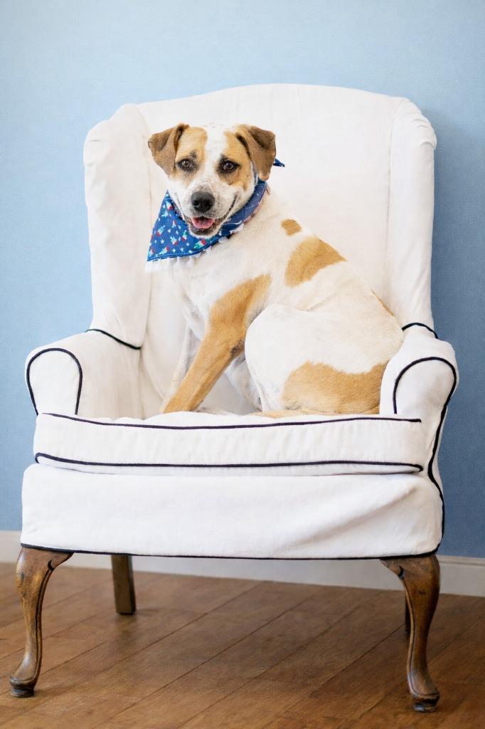 Enlarge Daisy, a Adoptable mixed breed in Seagoville, TX image 3/4