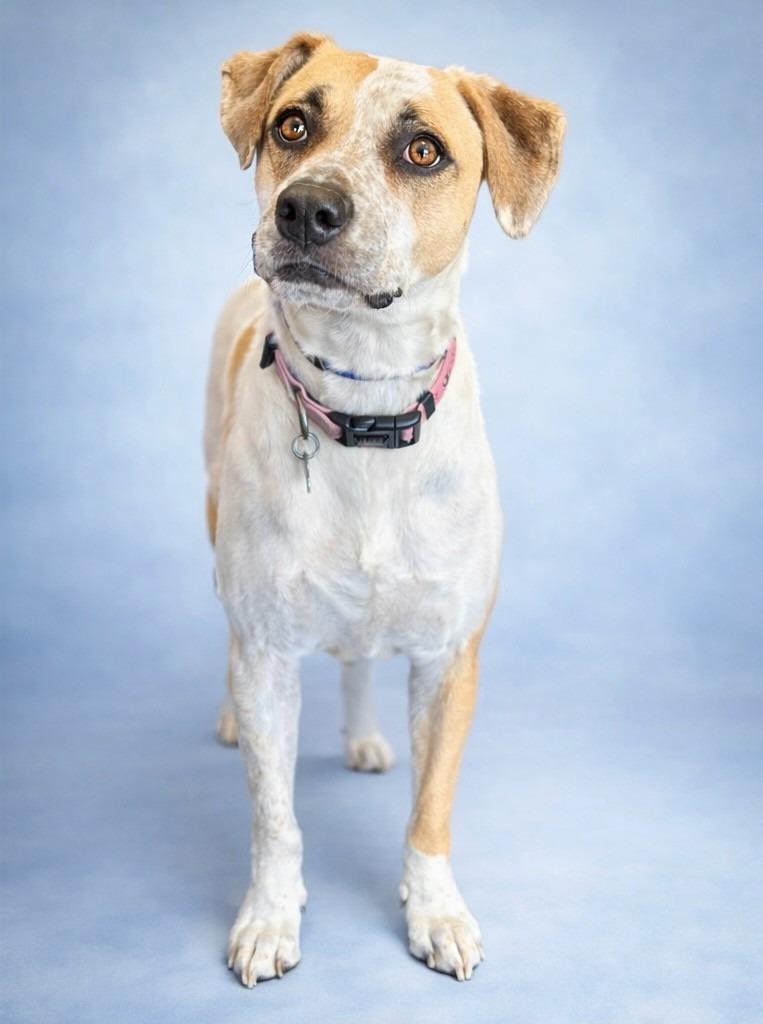 Enlarge Daisy, a Adoptable mixed breed in Seagoville, TX image 4/4
