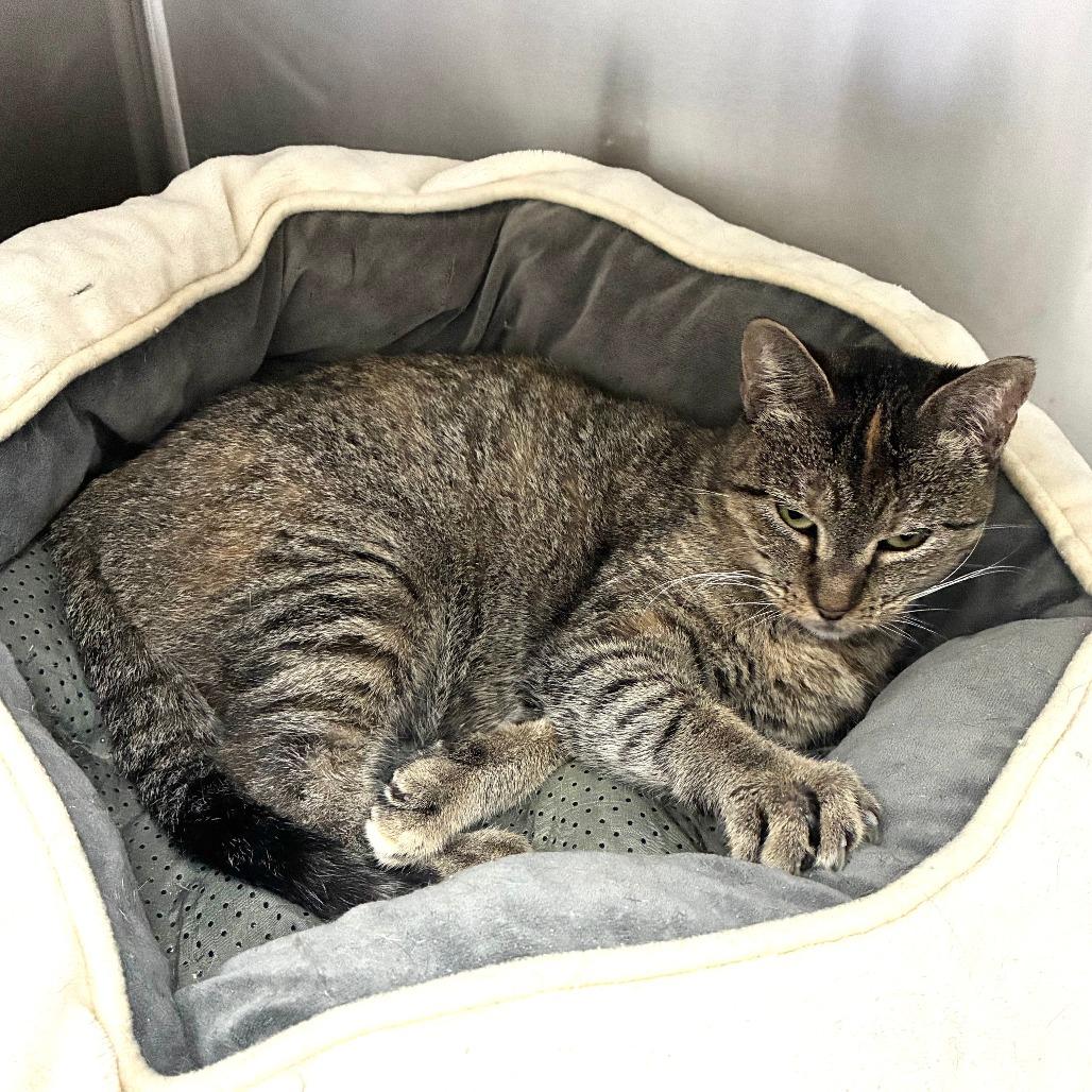 Hop Along, Adoptable, Adult Female Domestic Short Hair.