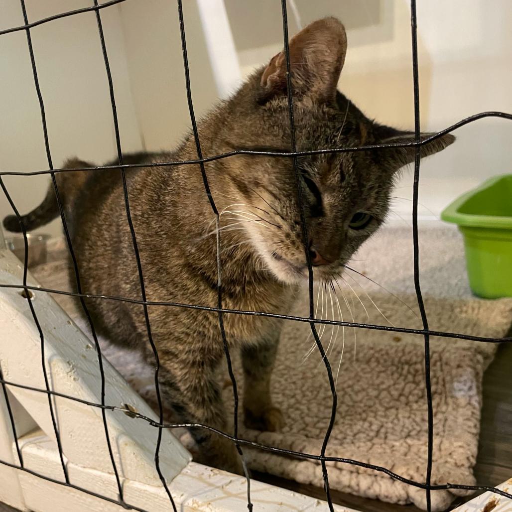 Enlarge Hop Along, a Adoptable Domestic Short Hair in Carencro, LA image 2/5