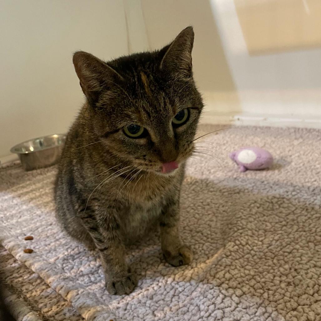 Enlarge Hop Along, a Adoptable Domestic Short Hair in Carencro, LA image 3/5