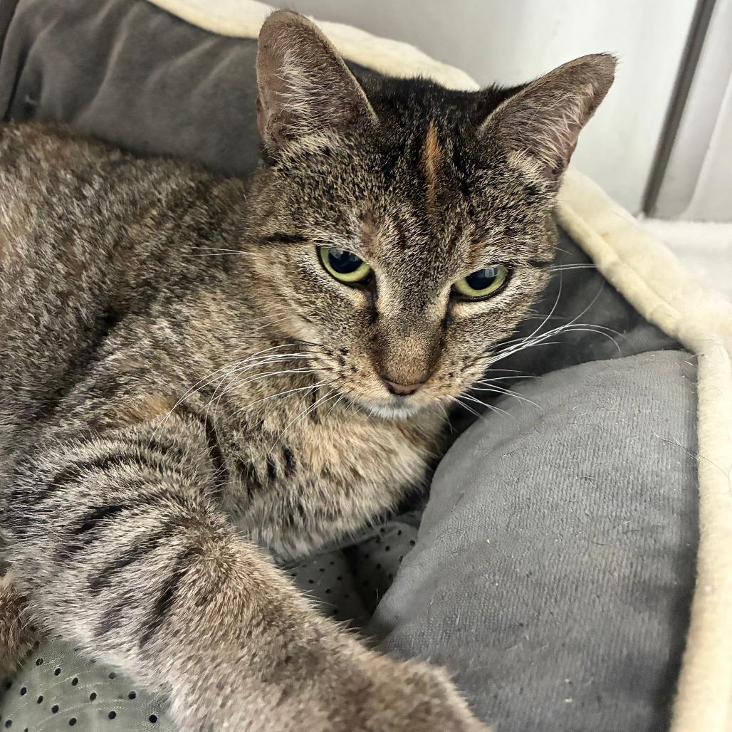 Enlarge Hop Along, a Adoptable Domestic Short Hair in Carencro, LA image 4/5