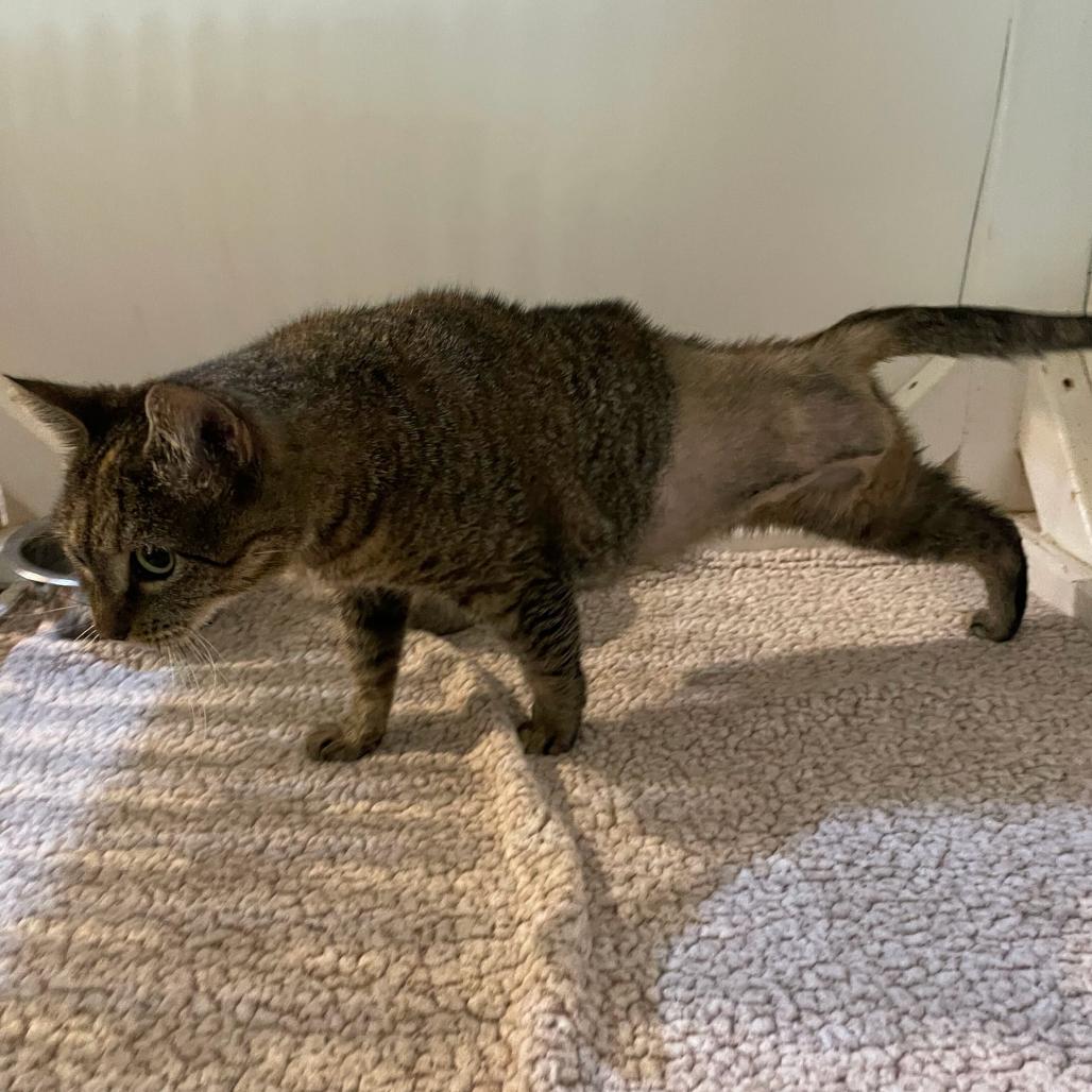 Enlarge Hop Along, a Adoptable Domestic Short Hair in Carencro, LA image 5/5