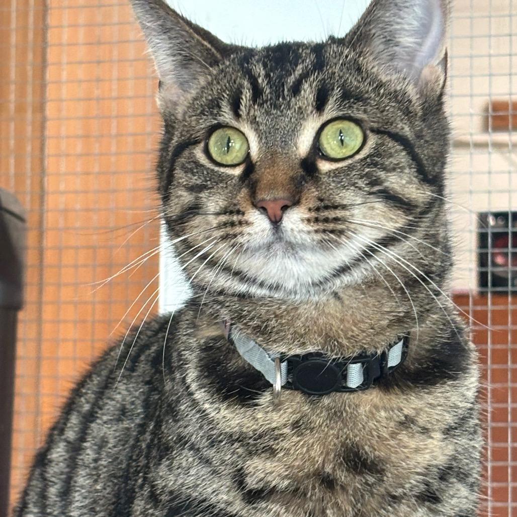 Merlin 81C25, Adoptable, Young Male Domestic Short Hair & Domestic Short Hair.