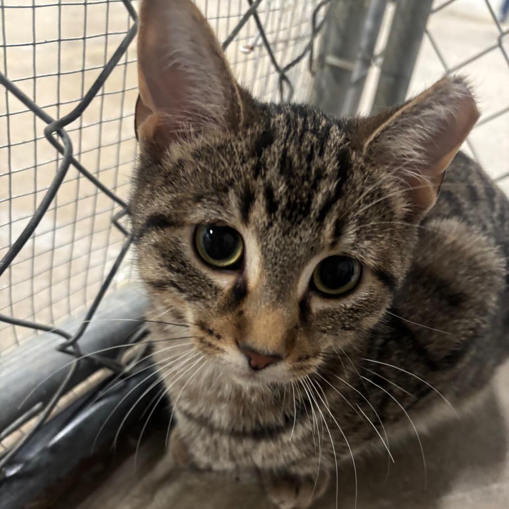 Merlin 81C25, Adoptable, Young Male Domestic Short Hair & Domestic Short Hair.