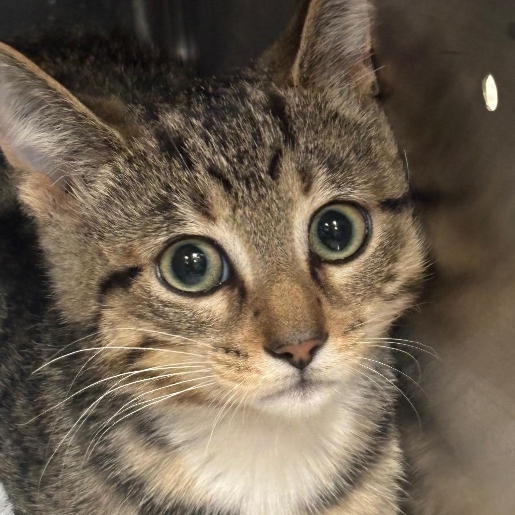 Enlarge Merlin 81C25, a Adoptable mixed breed in Napoleon, OH image 2/3