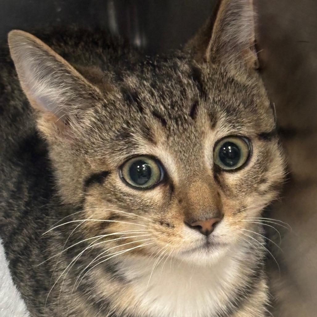 Enlarge Merlin 81C25, a Adoptable mixed breed in Napoleon, OH image 3/3