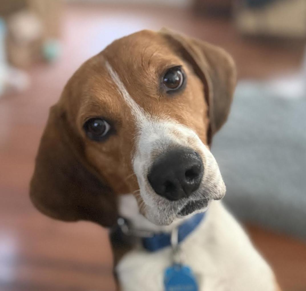 Baylie Beagle Dog
