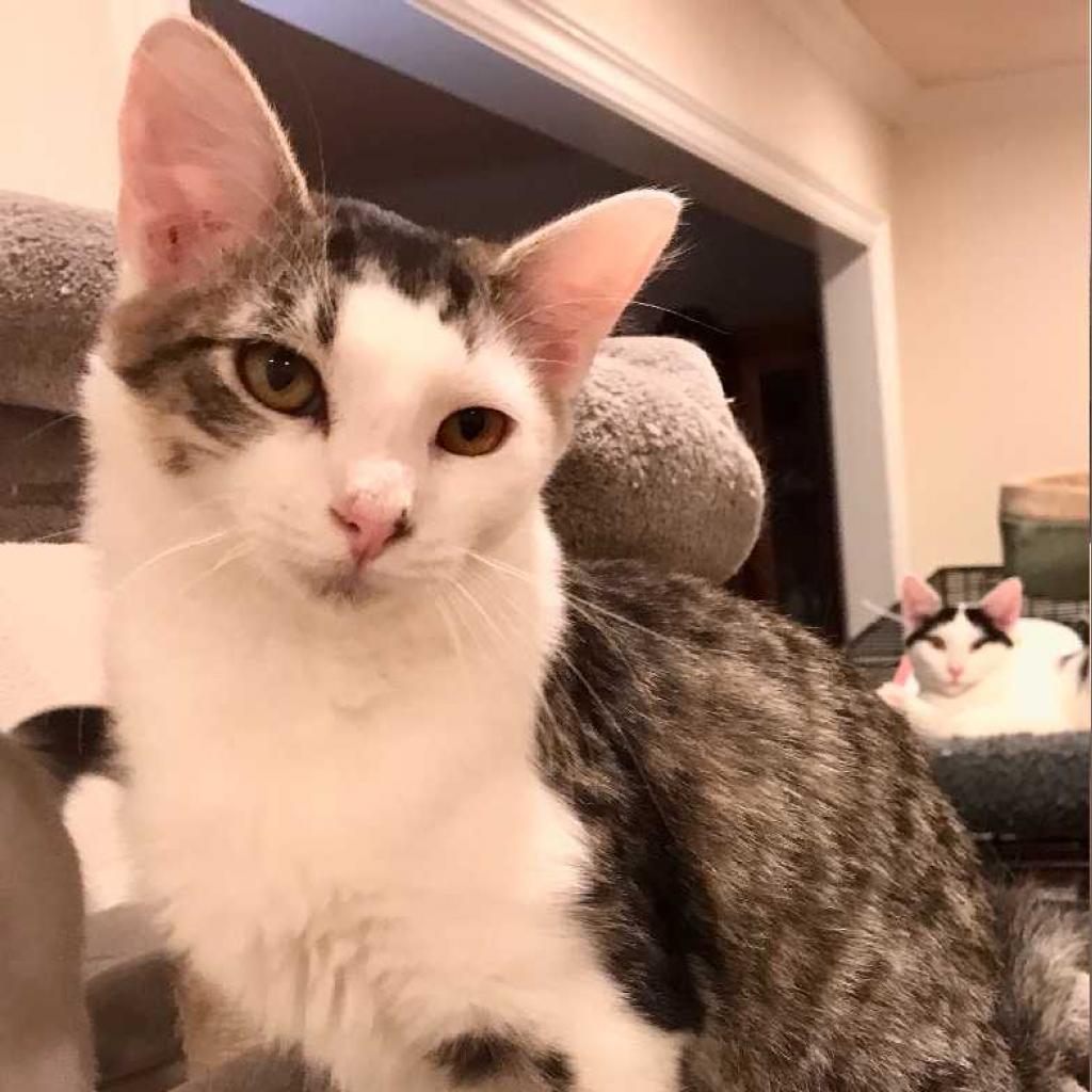 Enlarge Joey, a Adoptable Domestic Medium Hair in Los Angeles, CA image 1/3