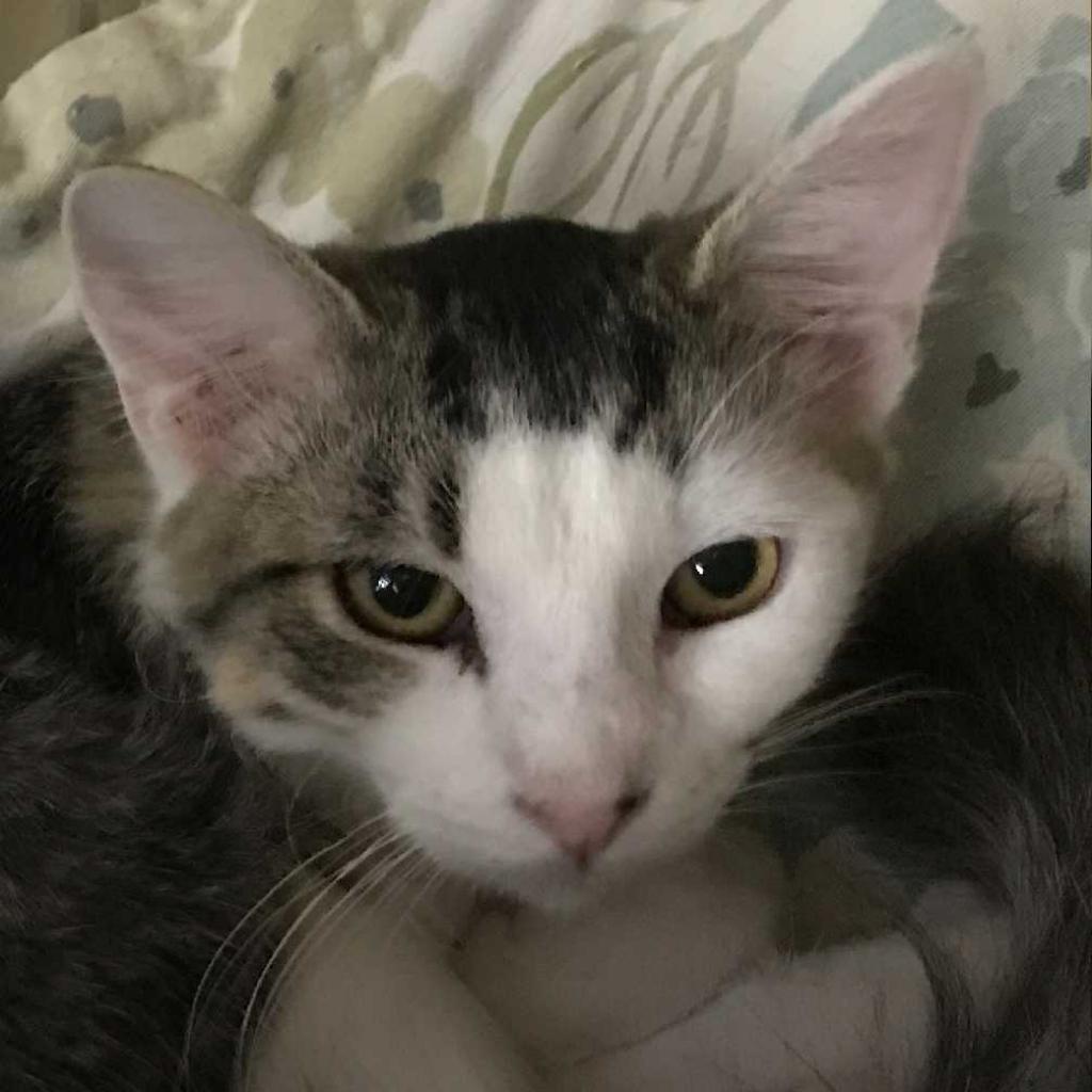 Enlarge Joey, a Adoptable Domestic Medium Hair in Los Angeles, CA image 2/3