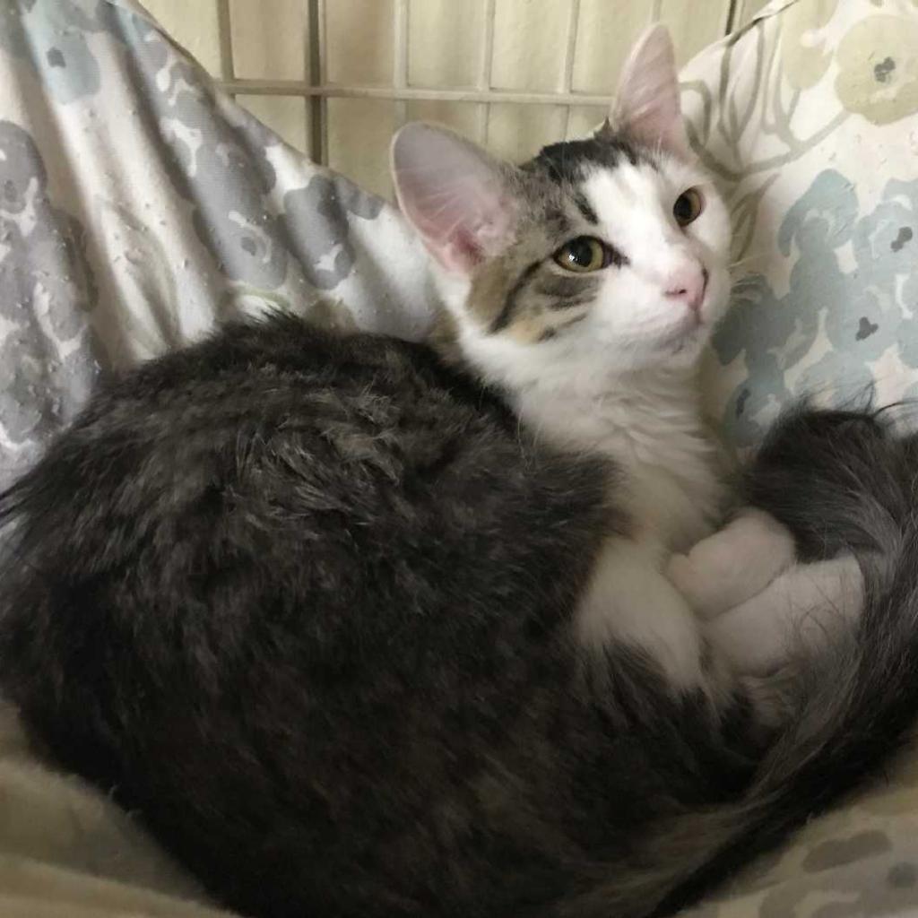 Enlarge Joey, a Adoptable Domestic Medium Hair in Los Angeles, CA image 3/3