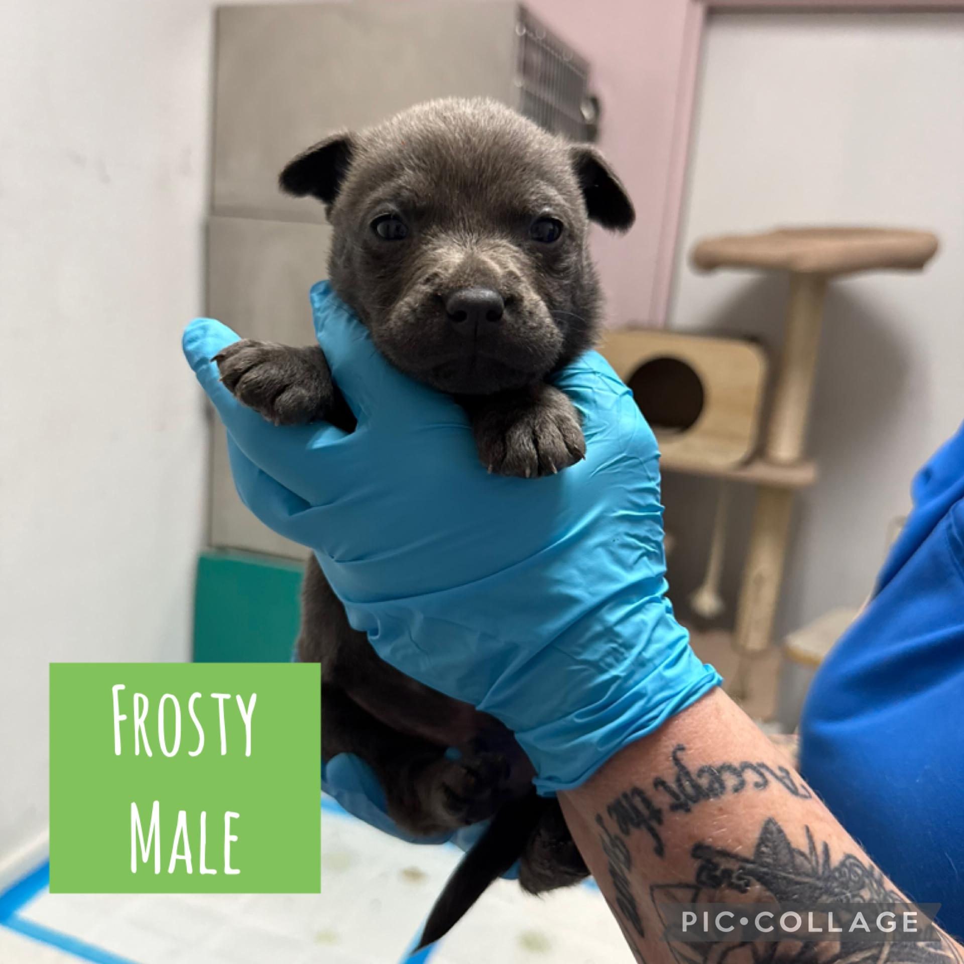 Holiday puppies ready Dec 31 (male), Adoptable, Puppy Male Mixed Breed.