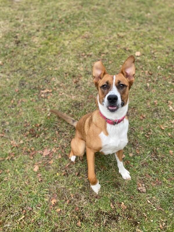 Enlarge Millie, a Adoptable mixed breed in Cortland, NY image 2/6