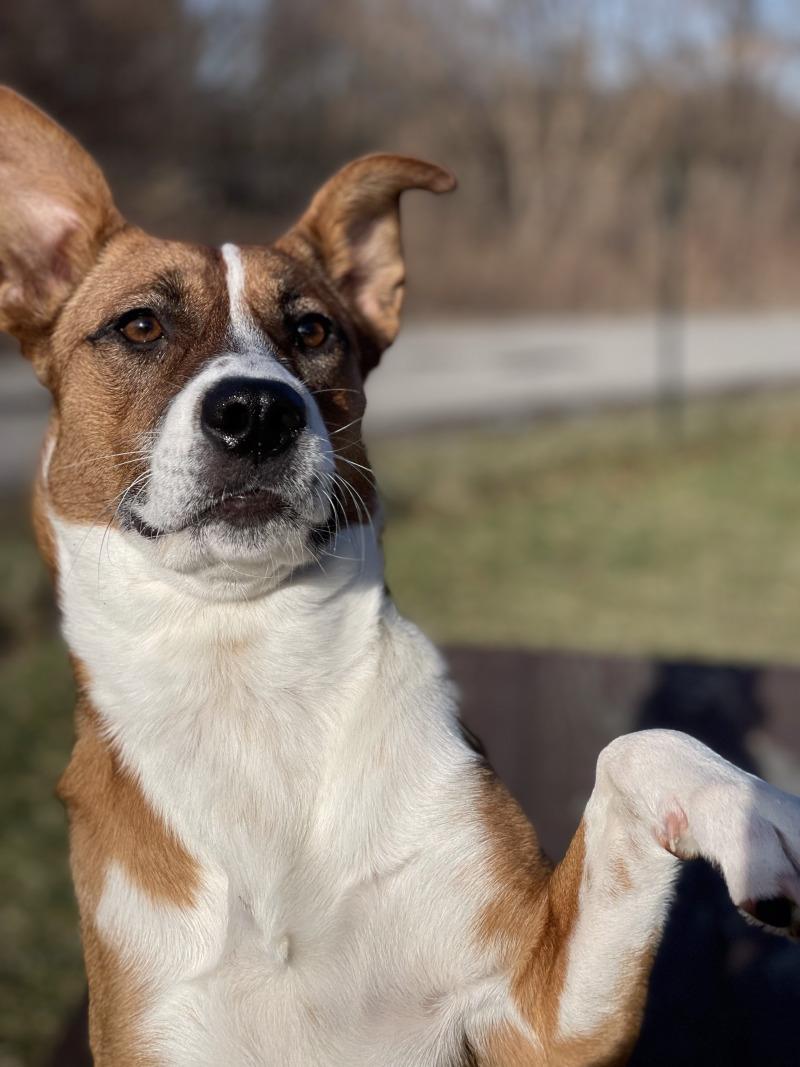 Enlarge Millie, a Adoptable mixed breed in Cortland, NY image 3/6