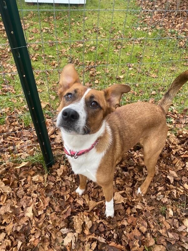 Enlarge Millie, a Adoptable mixed breed in Cortland, NY image 5/6