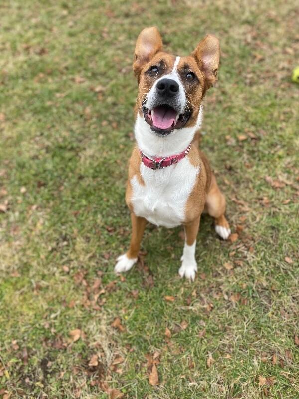 Enlarge Millie, a Adoptable mixed breed in Cortland, NY image 6/6