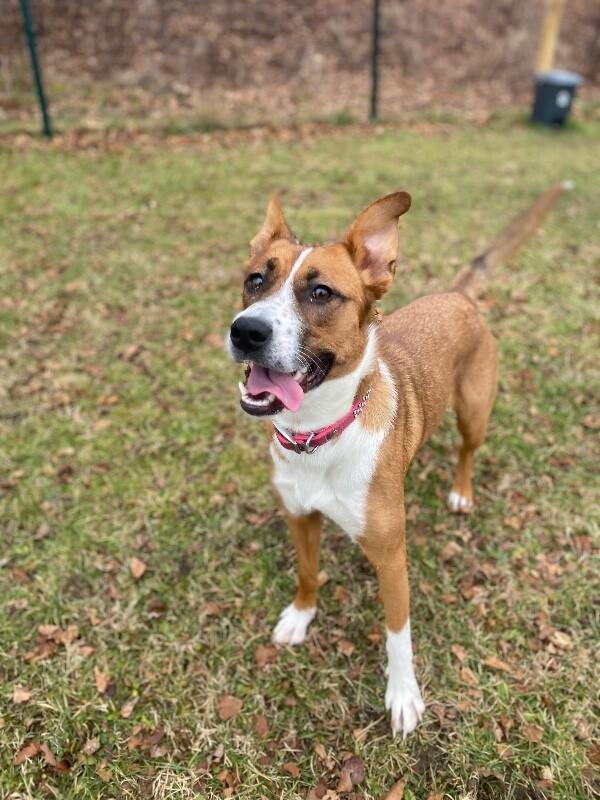 Millie, a Adoptable Mixed Breed in Cortland, NY image 3/6