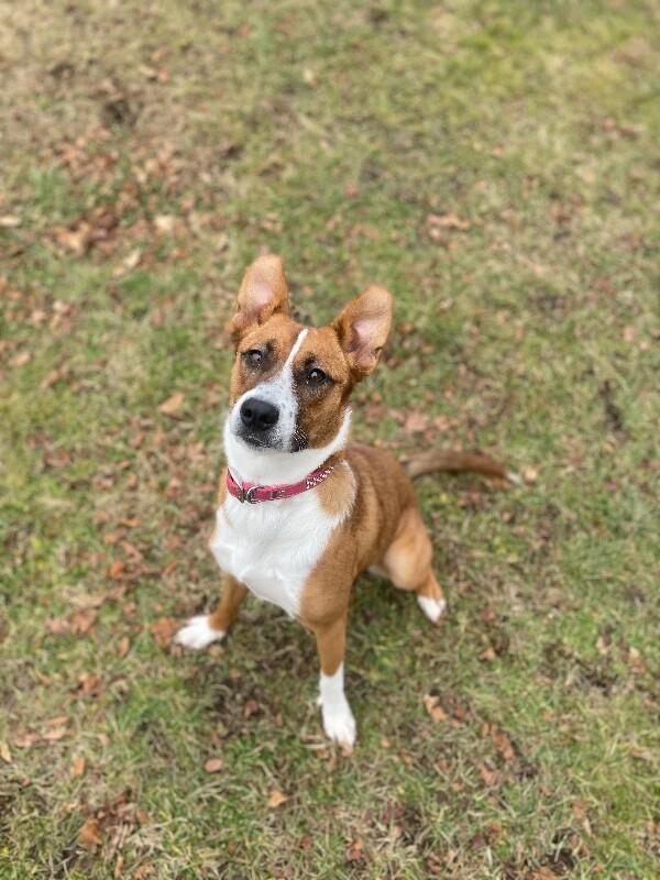 Millie, a Adoptable Mixed Breed in Cortland, NY image 4/6