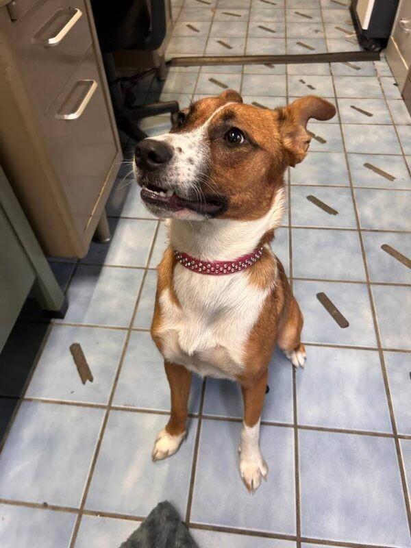 Millie, a Adoptable Mixed Breed in Cortland, NY image 6/6