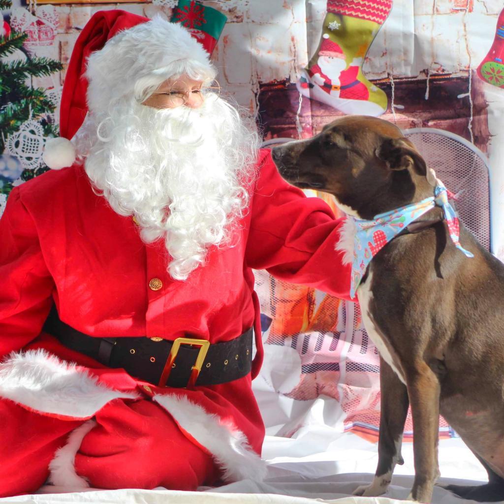 Wanda JC, a Adoptable mixed breed in Austin, TX image 1/6