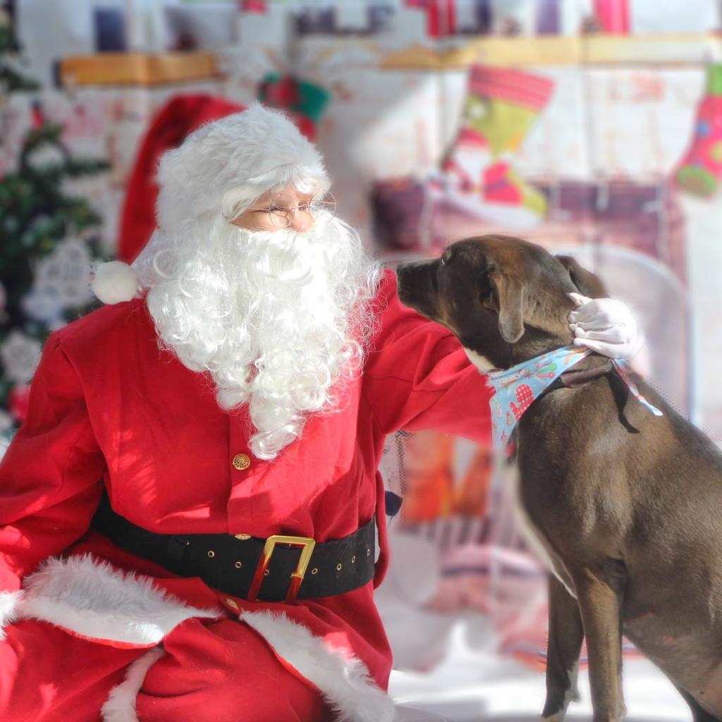 Enlarge Wanda JC, a Adoptable mixed breed in Austin, TX image 1/6