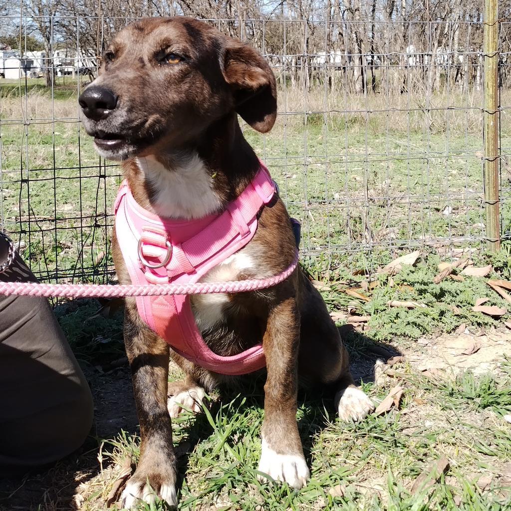 Enlarge Wanda JC, a Adoptable mixed breed in Austin, TX image 2/6