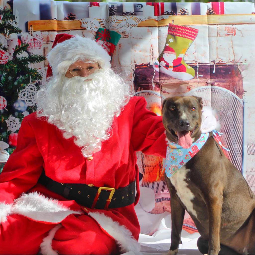 Wanda JC, a Adoptable mixed breed in Austin, TX image 3/6