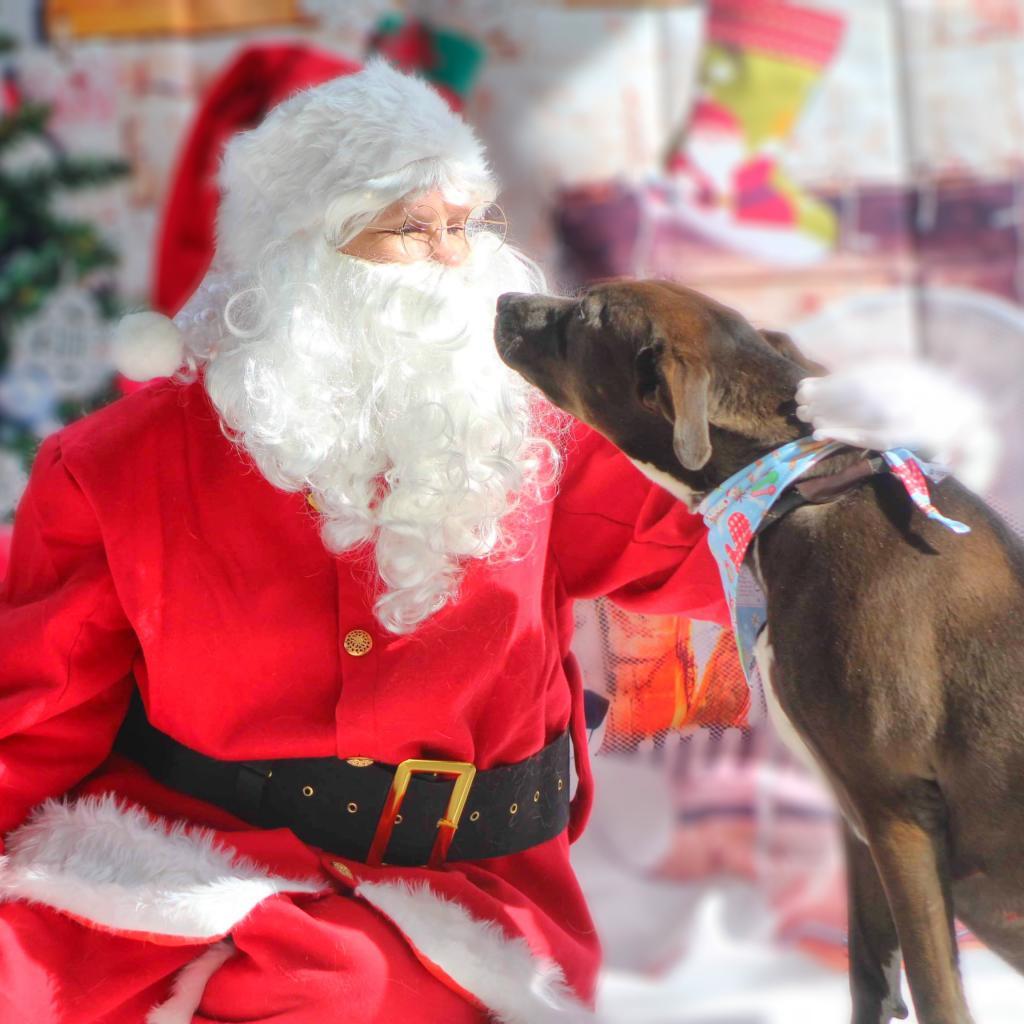 Enlarge Wanda JC, a Adoptable mixed breed in Austin, TX image 2/6