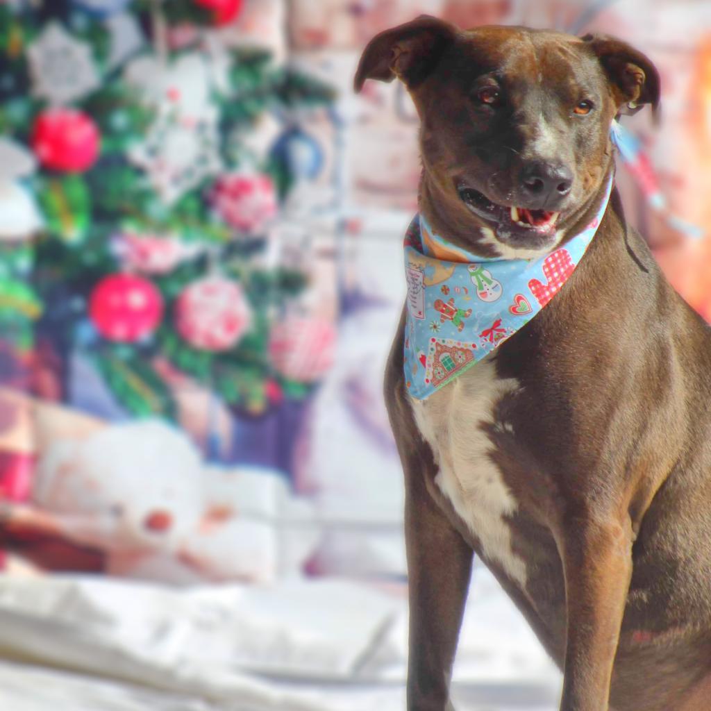 Wanda JC, a Adoptable mixed breed in Austin, TX image 4/6