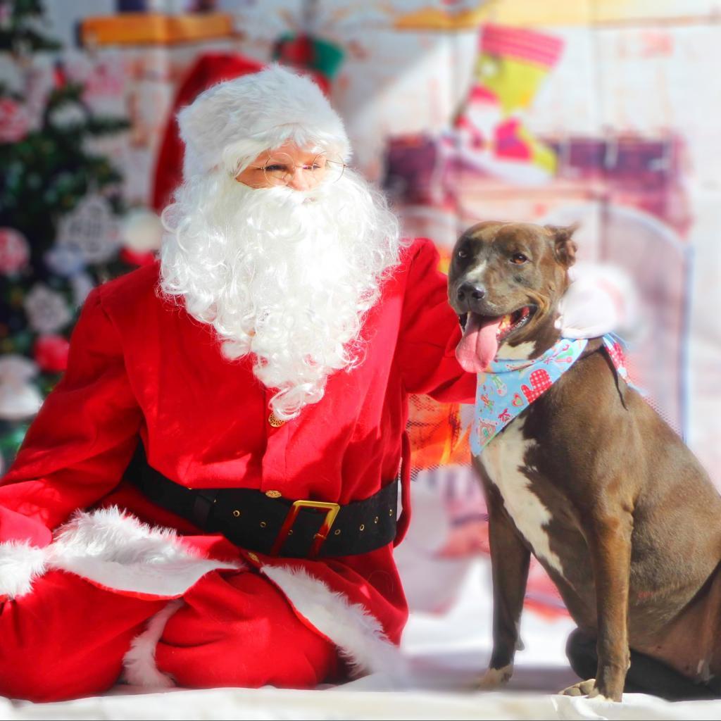 Wanda JC, a Adoptable mixed breed in Austin, TX image 6/6