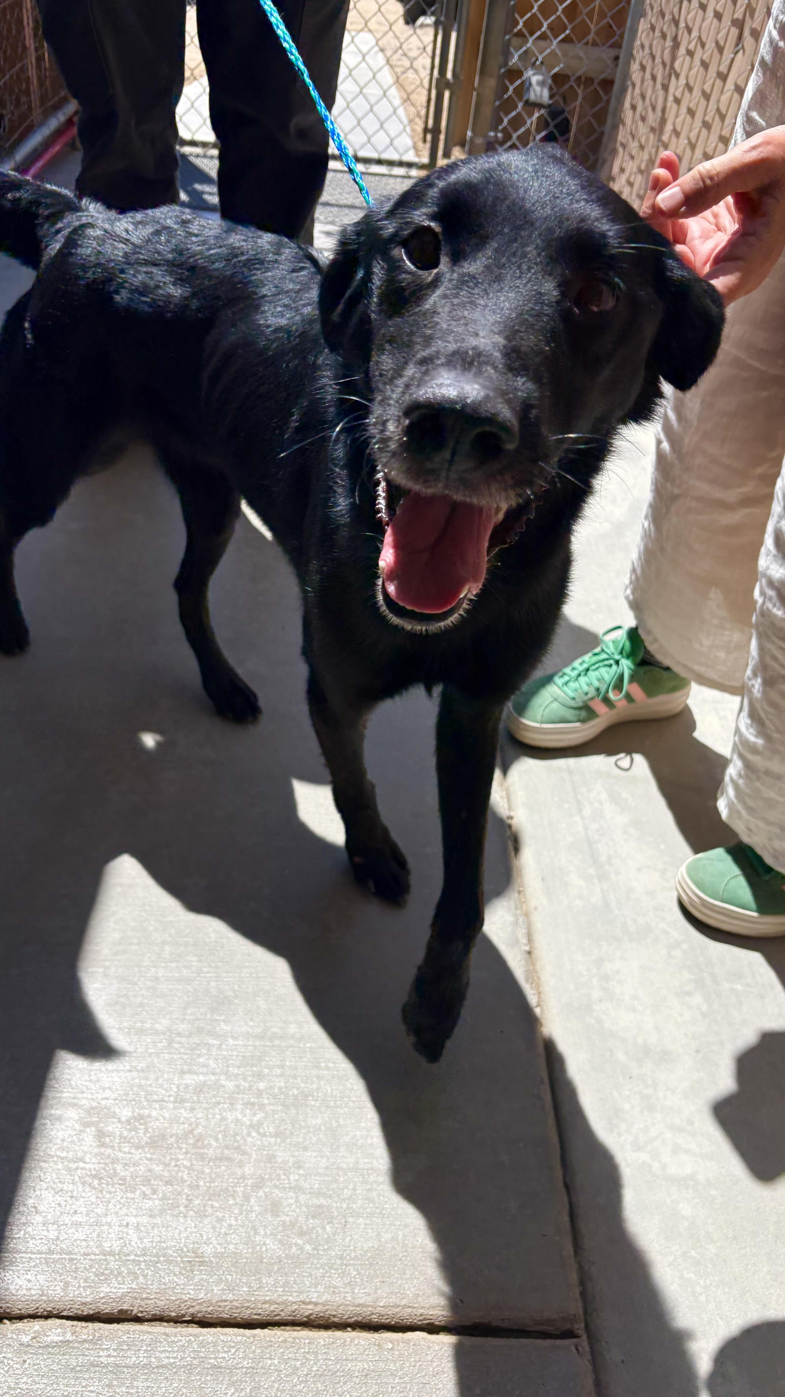 Enlarge MITCH, a Adoptable mixed breed in Joshua Tree, CA image 3/4