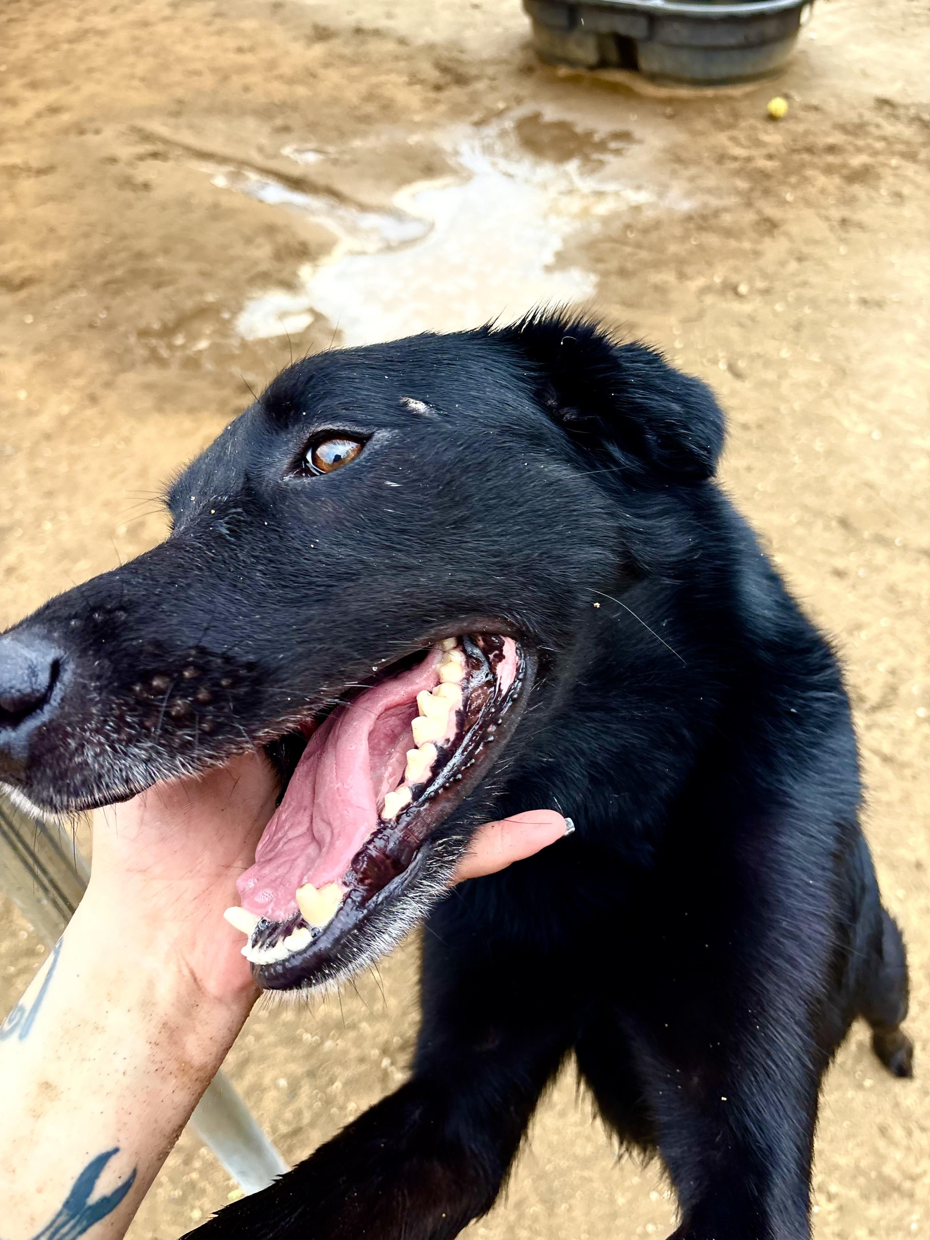 MITCH, Adoptable, Adult Male Black Labrador Retriever & Shepherd.