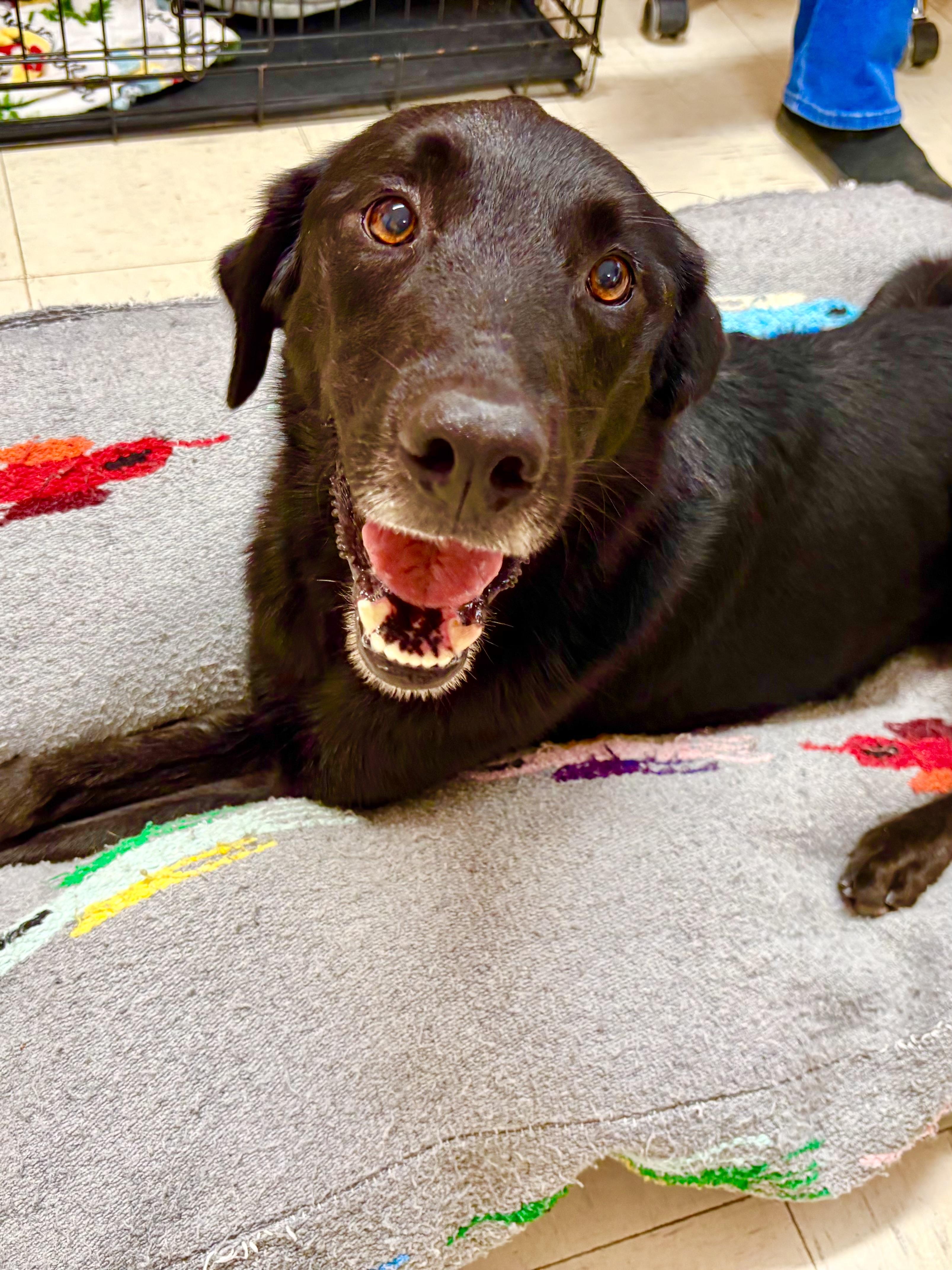 Enlarge MITCH, a Adoptable mixed breed in Joshua Tree, CA image 4/4
