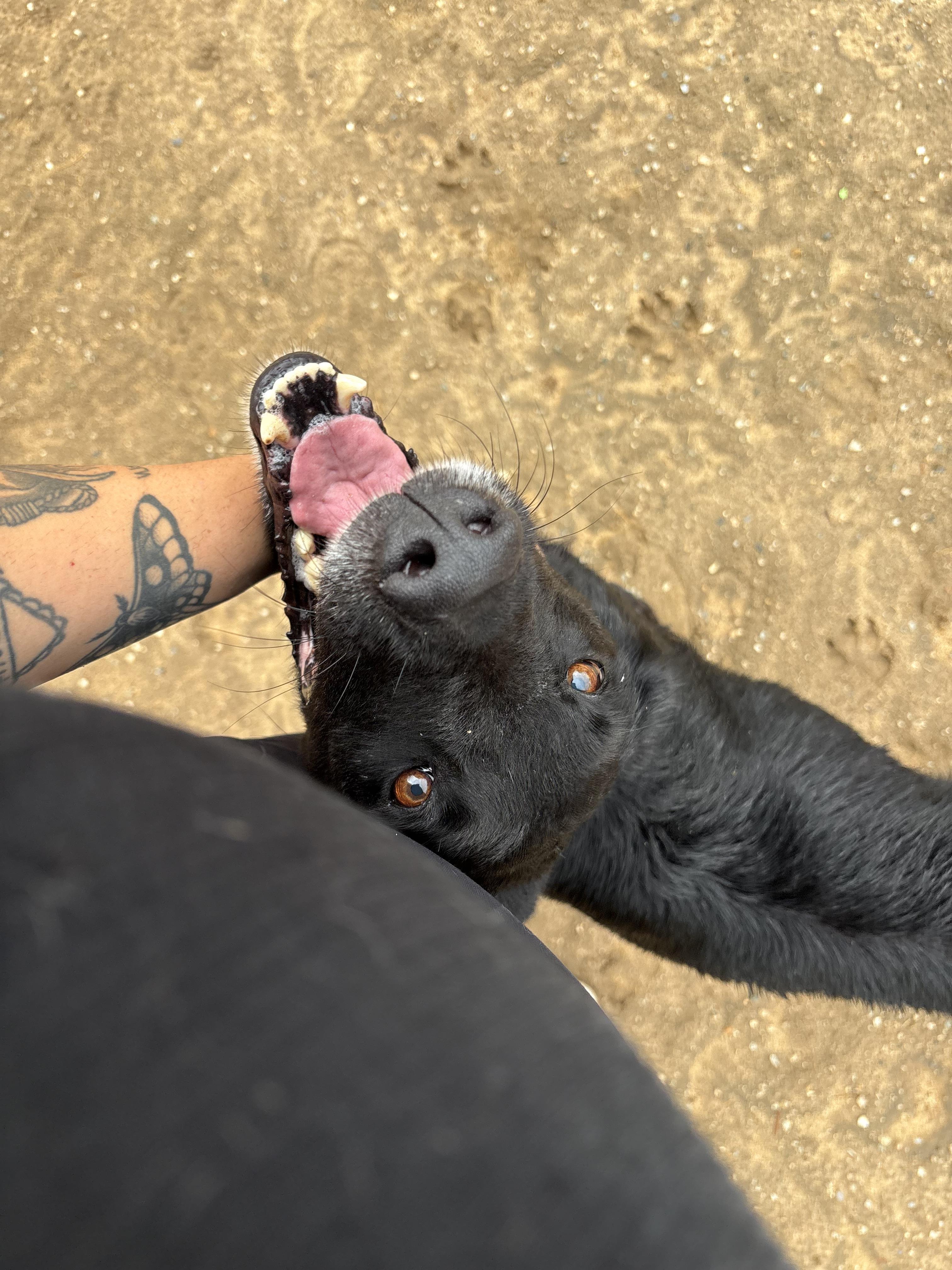 Enlarge MITCH, a Adoptable mixed breed in Joshua Tree, CA image 2/4