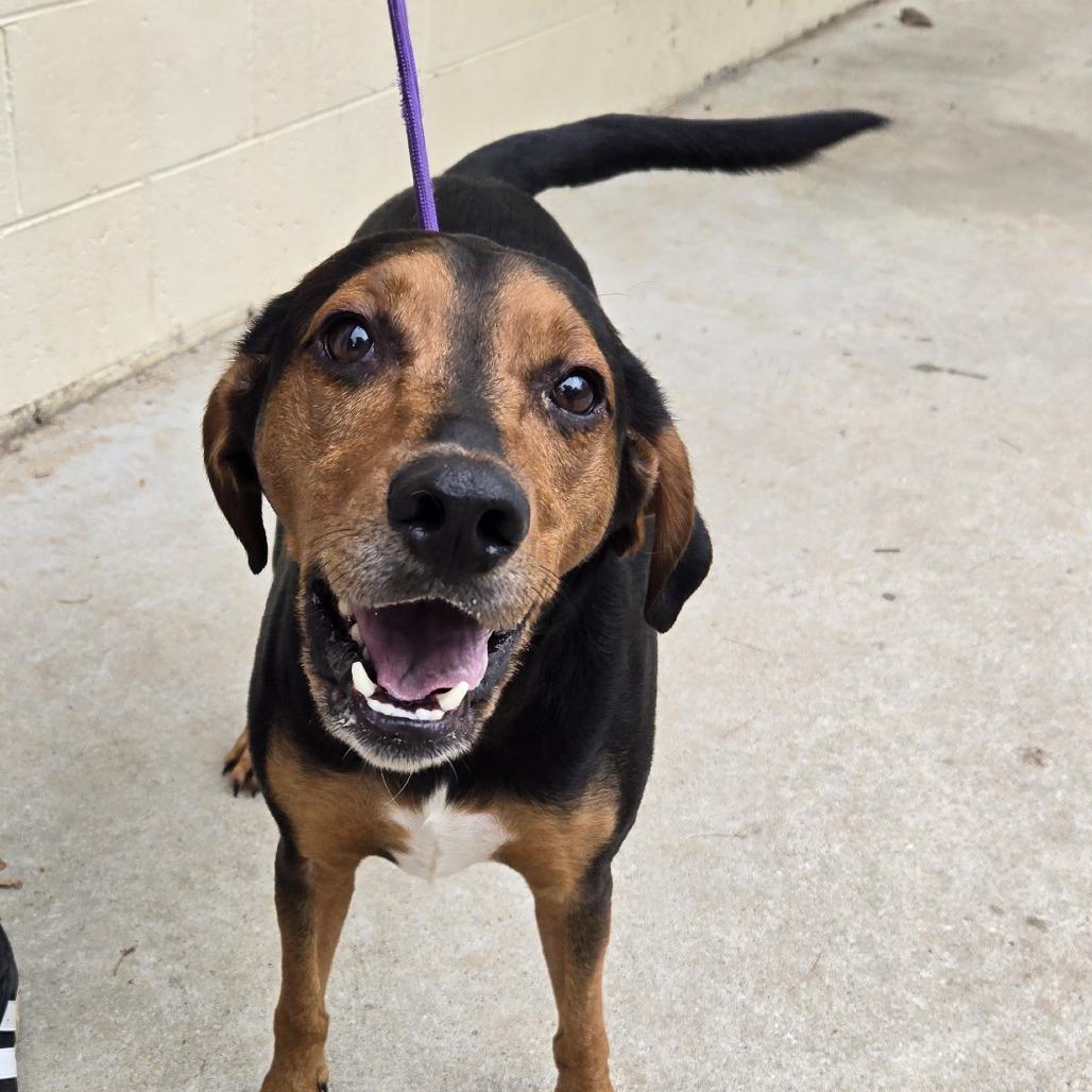 Dale 26-250, Adoptable, Adult Male Beagle & Hound.