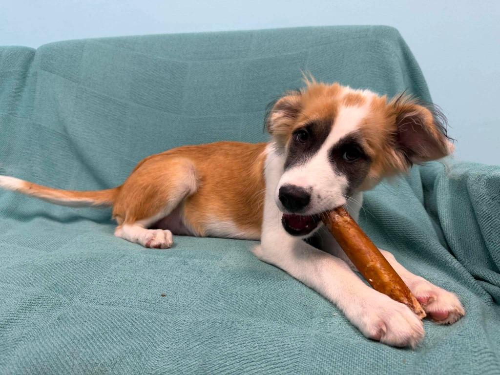 Moxie, Adoptable, Puppy Female Mixed Breed.