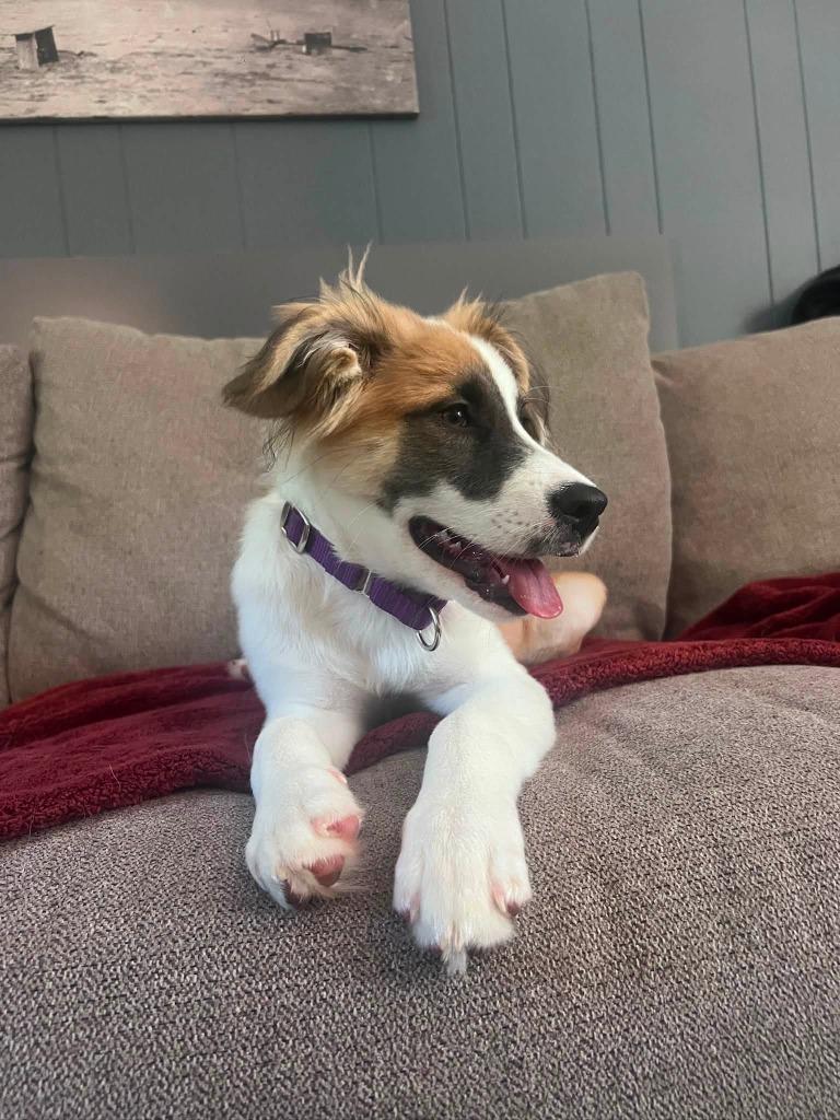 Moxie, a Adoptable mixed breed in Raleigh, NC image 2/6