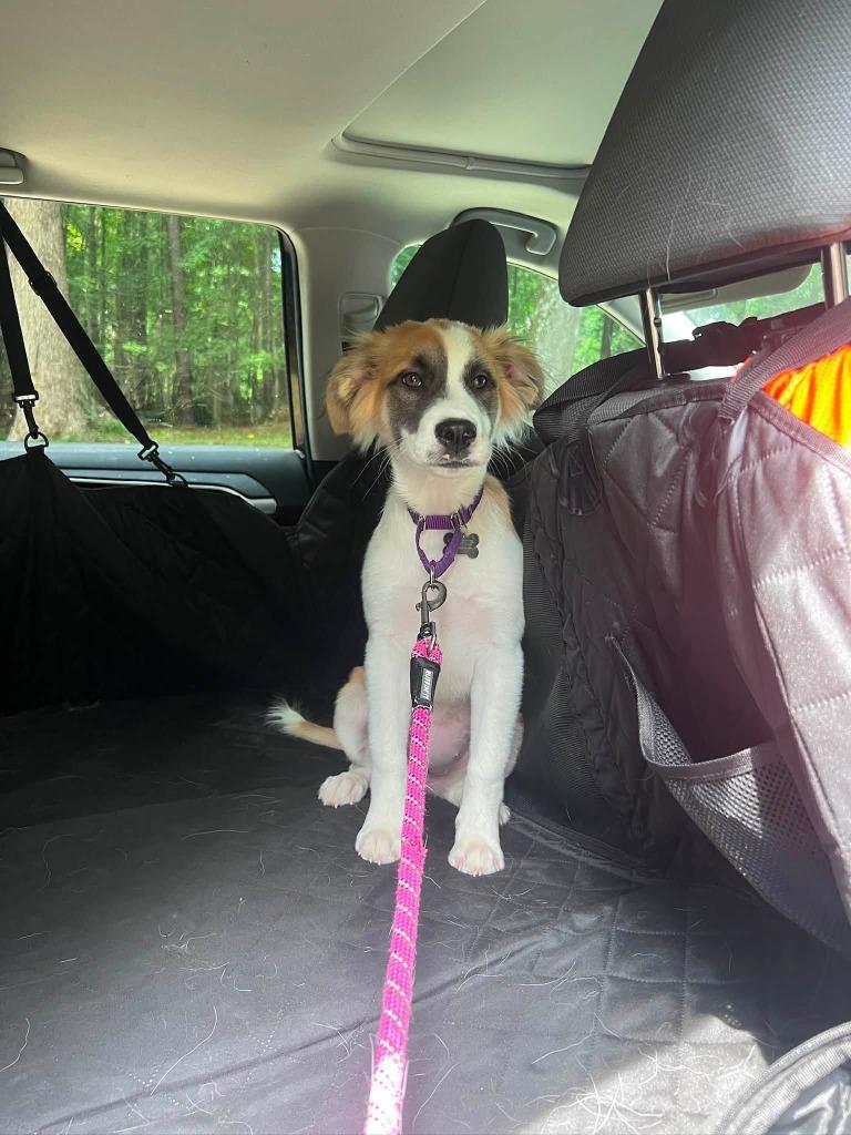Moxie, a Adoptable mixed breed in Raleigh, NC image 5/6