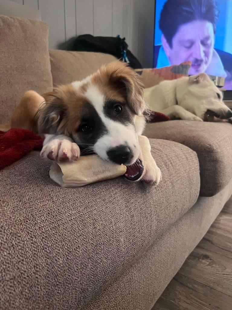 Moxie, a Adoptable mixed breed in Raleigh, NC image 6/6
