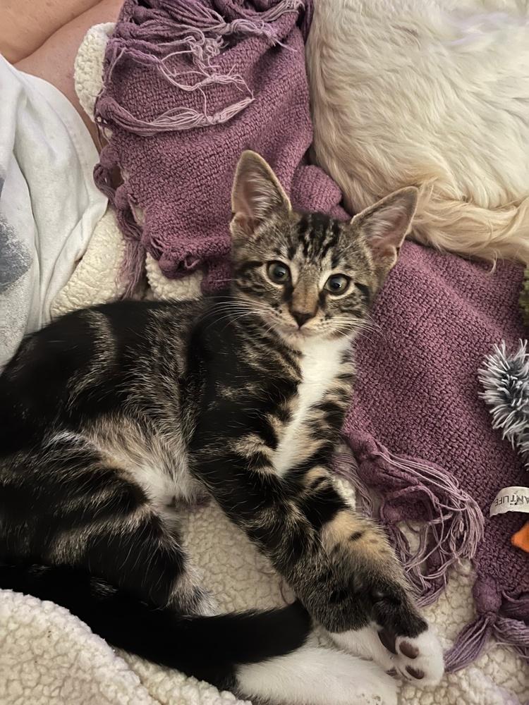 Jalapeno, Adoptable, Kitten Male Domestic Short Hair.