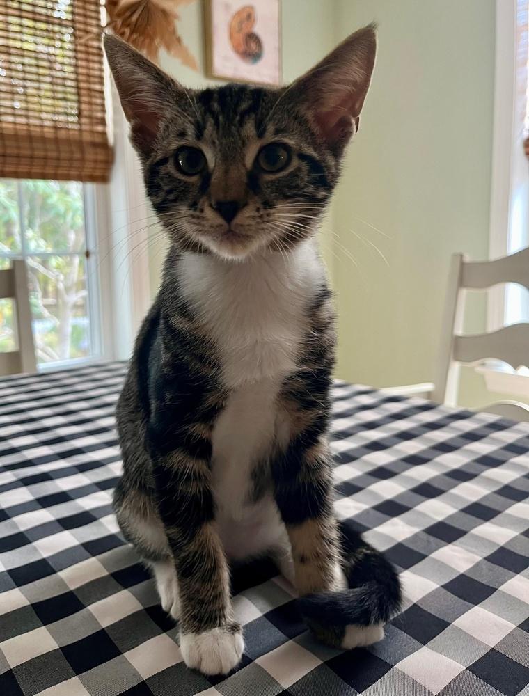 Jalapeno, a Adoptable mixed breed in Wilmington, NC image 2/2