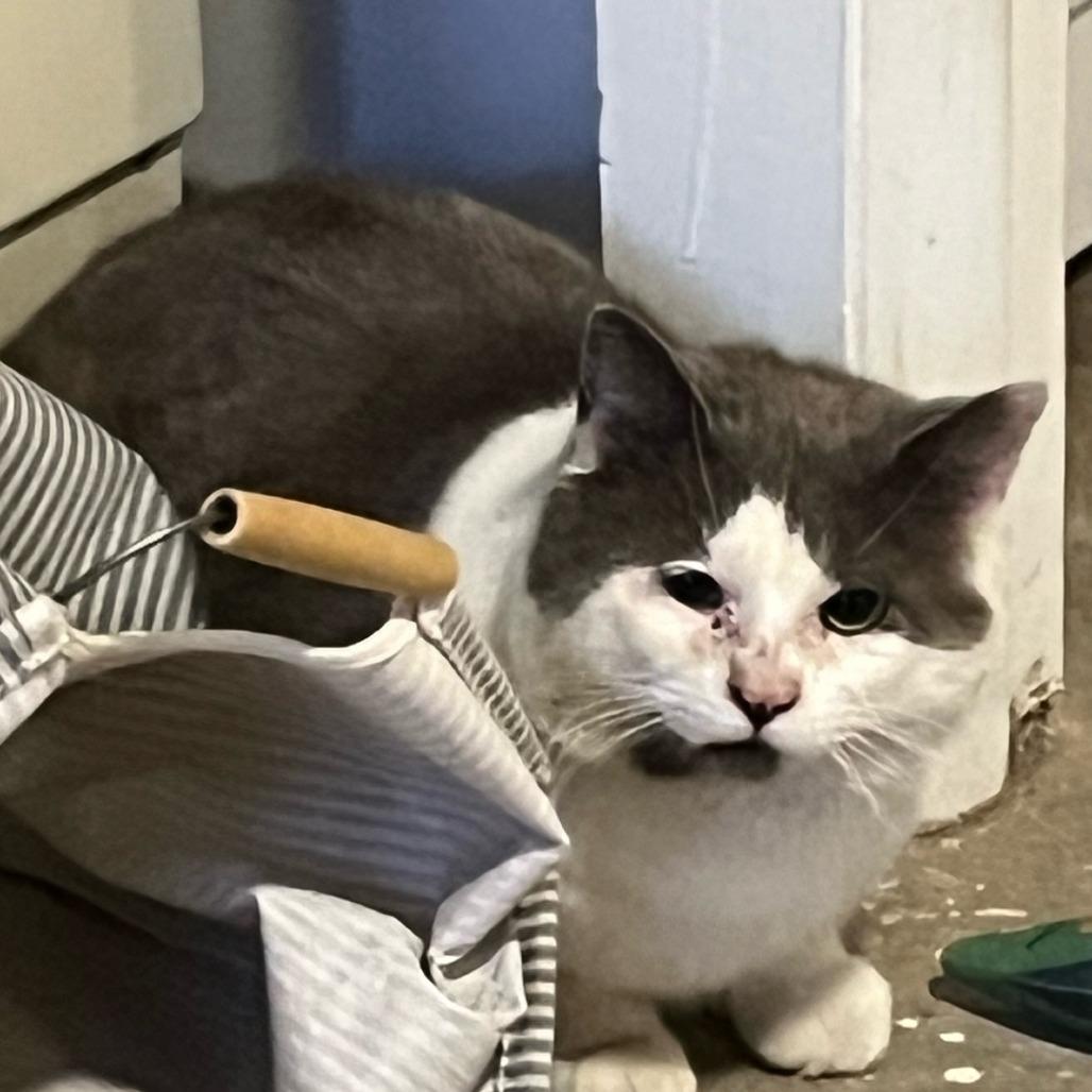 Enlarge Habanero, a Adoptable Domestic Short Hair in Philadelphia, PA image 1/5