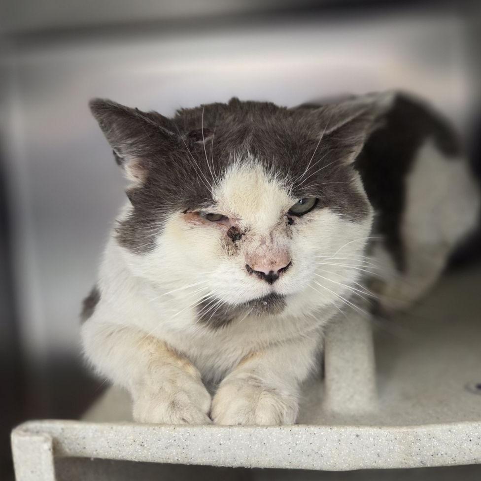 Habanero, Adoptable, Adult Male Domestic Short Hair.