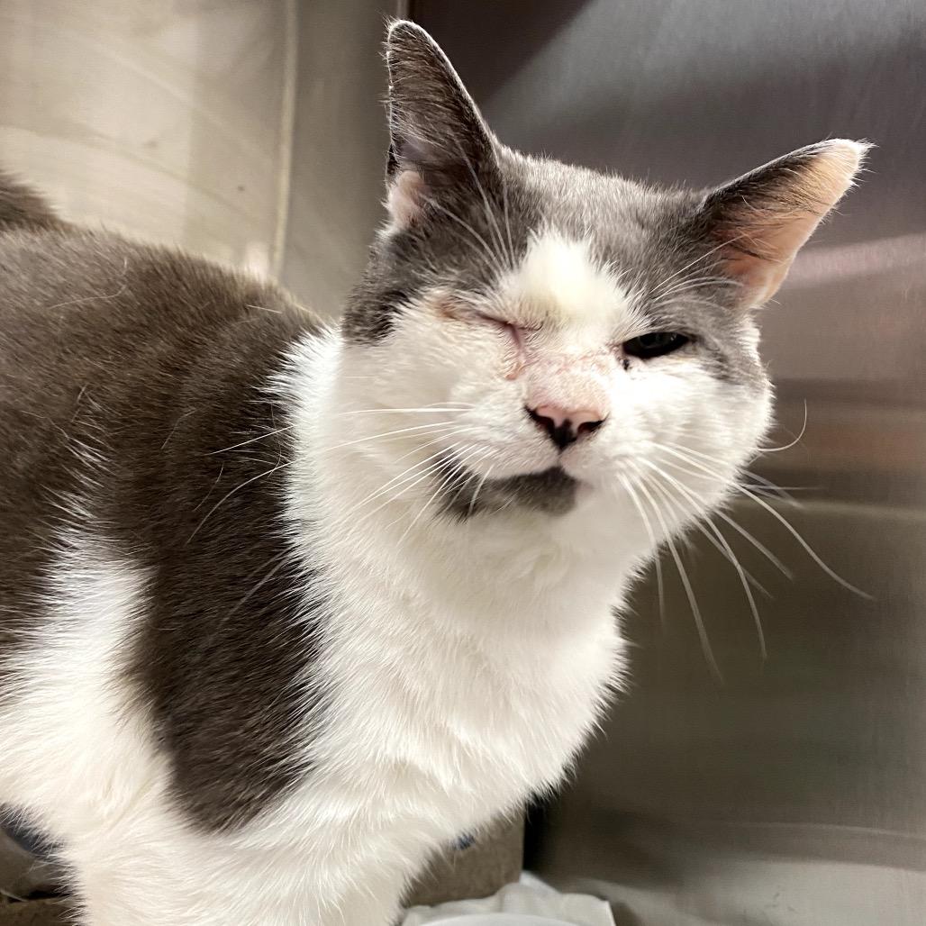 Habanero, a Adoptable Domestic Short Hair in Philadelphia, PA image 2/6