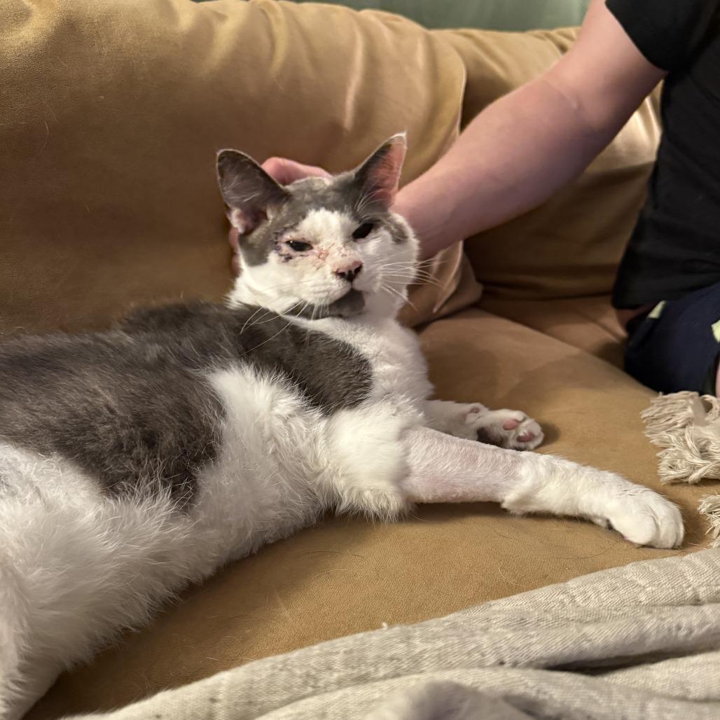 Habanero, a Adoptable Domestic Short Hair in Philadelphia, PA image 2/5