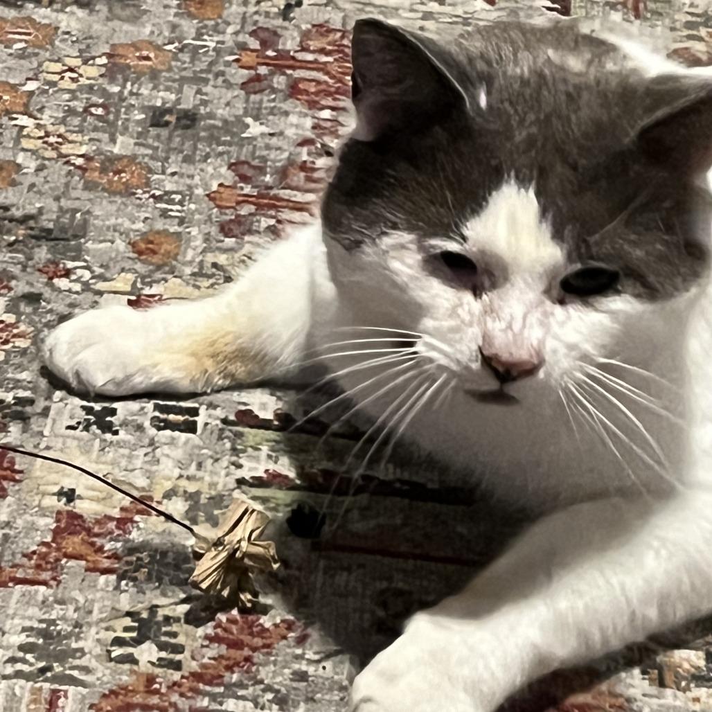 Enlarge Habanero, a Adoptable Domestic Short Hair in Philadelphia, PA image 2/5